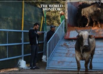 Morocco's Live Animal Imports Surge by 292.5%