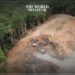 Deforestation Crisis Continues Despite COP26 Pledges
