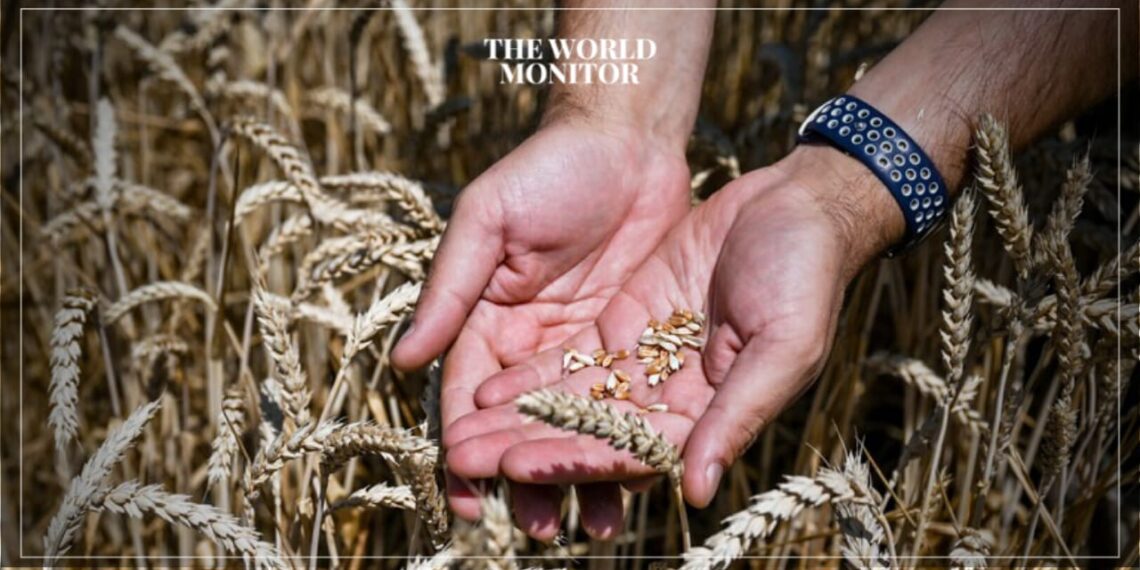 Egypt Secures Grain Deal with Russia