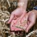 Egypt Secures Grain Deal with Russia