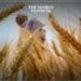 Egypt Acquires 235,000 Tonnes of Russian Wheat