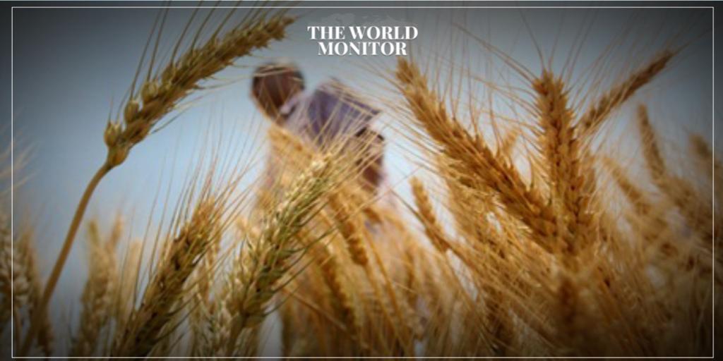 Egypt Acquires 235,000 Tonnes of Russian Wheat
