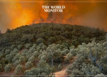 Heatwave Threatens Morocco’s Forests