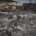 Algeria Intensifies Efforts Against Forest Fires