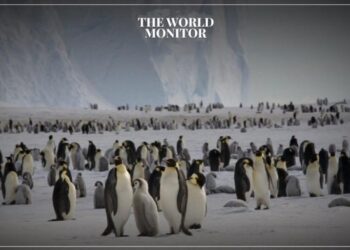 Thousands of Penguins Die in Antarctica Amid Climate Crisis