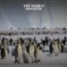 Thousands of Penguins Die in Antarctica Amid Climate Crisis