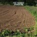 Egypt to Expand Agricultural Land
