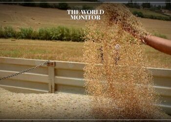 Morocco’s Grain Production Increases by 62%