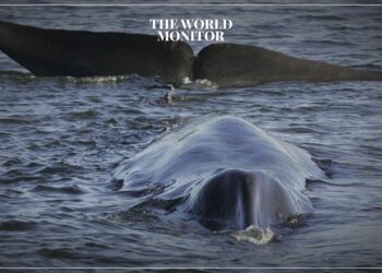 Iceland Resumes Whale Hunting under Strict Rules