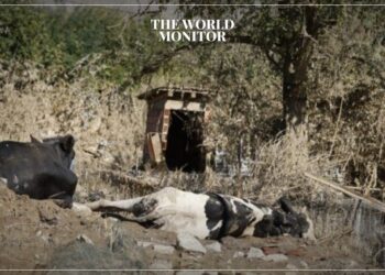 Storm Daniel in Greece Kills 200,000 Animals