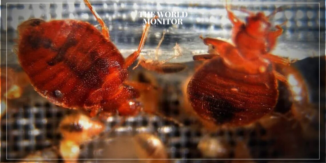 Algeria Enforces Health Protocols to Prevent Spread of Harmful Insects