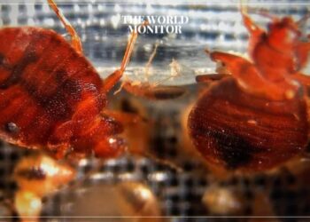 Algeria Enforces Health Protocols to Prevent Spread of Harmful Insects