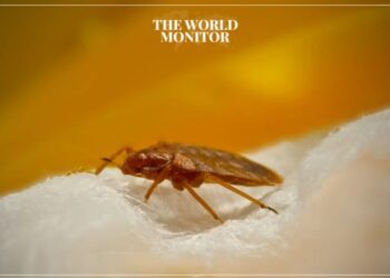 Bedbugs Invade Paris Ahead of Olympics