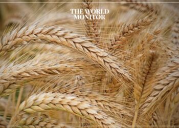 Argentina Faces $900 Million Wheat Production Losses