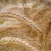 Argentina Faces $900 Million Wheat Production Losses