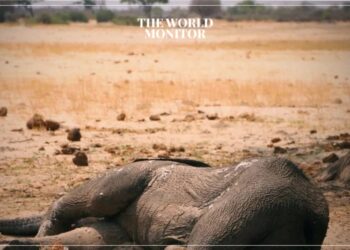 Elephants Killed by Drought in Zimbabwe