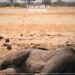 Elephants Killed by Drought in Zimbabwe