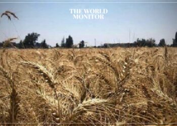 Egypt's Wheat Imports Rise in 2023
