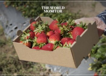 Egyptian Agricultural Exports Reach $3 Billion in 2023