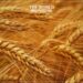 Algeria Launches Tender to Buy 50,000 Tons of Wheat