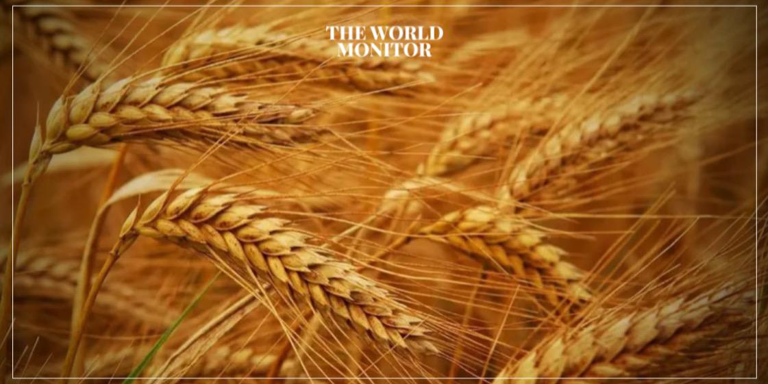 Algeria Launches Tender to Buy 50,000 Tons of Wheat