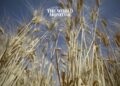 Algeria Expands Wheat Imports with 800,000-Ton Purchase