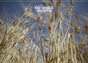 Algeria Expands Wheat Imports with 800,000-Ton Purchase