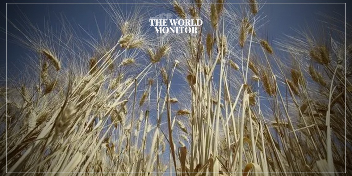 Algeria Expands Wheat Imports with 800,000-Ton Purchase