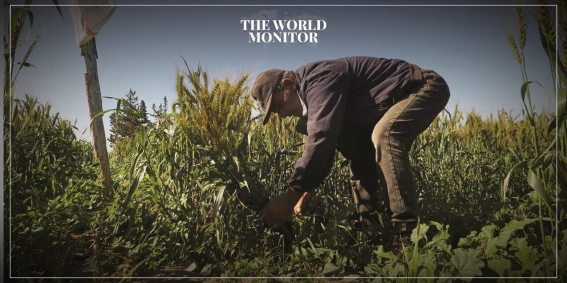 Climate Change Threatens Agricultural Production in Tunisia