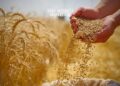 Tunisia Plans to Buy 50,000 Tonnes of Wheat