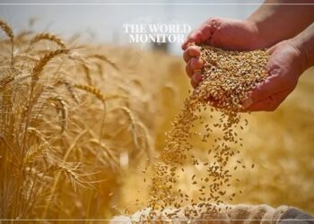 Tunisia Plans to Buy 50,000 Tonnes of Wheat