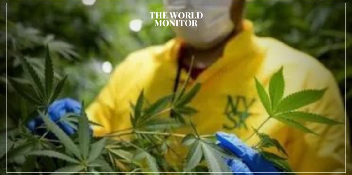 Morocco Starts Legal Cannabis Sales
