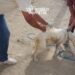 Fear in Tunisia as Rabies Cases Rise