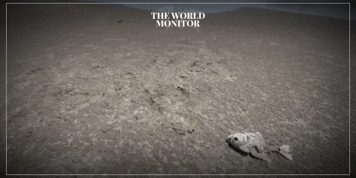 Record Drought in Amazon Kills 200 Endangered Freshwater Dolphins