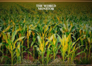 Algeria Issues Tender for 240,000 Tonnes of Corn